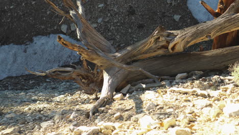 A-close-up-right-to-left-pan-shot-of-an-ancient-dead-tree-lying-on-sand-and-rocks-in-the-sun-against-a-rock-wall-background