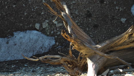 Close-up-of-a-weathered,-fallen-bristlecone-pine-trunk-amidst-rocky-terrain