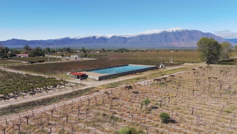 Vineyard-viticulture-grape-production,-organic-farming-field-in-Argentina