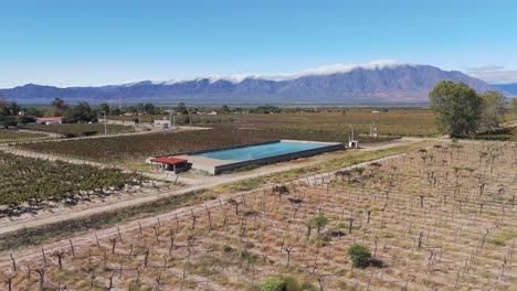 Viña-Viticultura-Producción-De-Uva,-Campo-De-Agricultura-Orgánica-En-Argentina