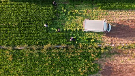 Farmers-or-farm-workers-picking-up-lettuces-in-agricultural-plantation-in-Spain