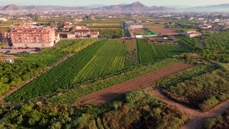 Agricultores-O-Trabajadores-Agrícolas-Recogiendo-Lechugas-En-Plantaciones-Agrícolas-En-España