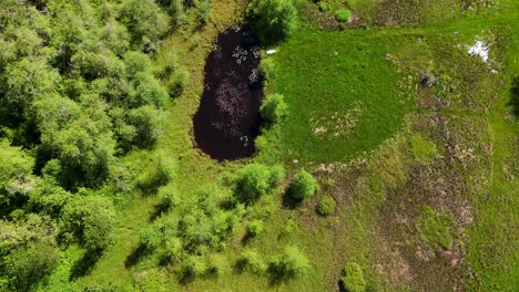 Vista-Aérea-De-Pájaro-De-Un-Pequeño-Estanque-En-Los-Humedales-De-Snohomish-En-El-Estado-De-Washington