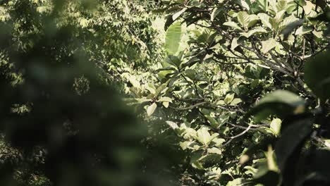 Monkey-jumping-in-dense-jungle-of-Bali-island,-Indonesia