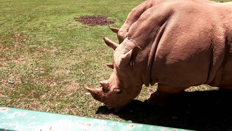 Rhinoceros-Rhinocerotoidea-family-mammal-in-captivity-at-Spanish-zoo