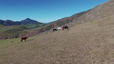 Manada-De-Caballos-Salvajes-Pastando-En-Las-Montañas-Andinas-De-La-Provincia-De-Tucumán,-Tafí-Del-Valle