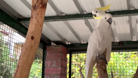 White-cockatoo-Birds-are-seen-sitting-on-a-branch-of-a-bush-inside-a-large-cage