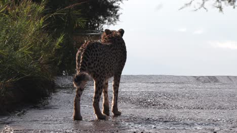 Ein-Gepard-Steht-In-Der-Nähe-Von-Wasser-Und-Schaut-Sich-Um,-Zögert,-Näher-Zu-Kommen