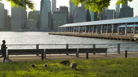 Family-Of-Ducks-Feeding-On-Grass-Next-To-A-Pier-With-Downtown-Manhattan-In-View