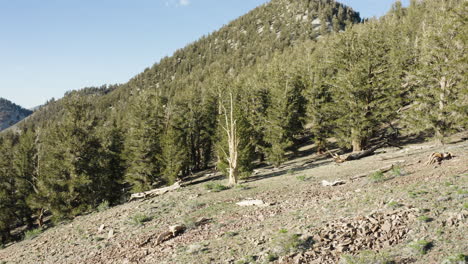 An-aerial-drone-arc-shot-captures-pine-trees-on-the-side-of-a-hill-on-a-sunny-day-with-a-clear-blue-sky