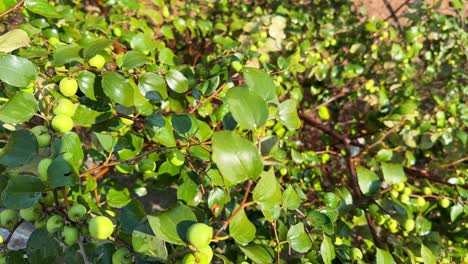 Close-up-of-fresh-ripe-green-and-brown-sweet-jujube-fruits-on-tree