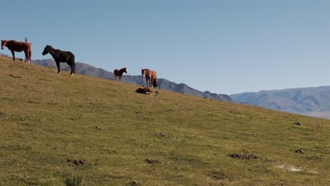 Aerial-view-of-horses-grazing-in-the-Andean-mountains-of-the-province-of-Tucumán,-Tafí-del-Valle