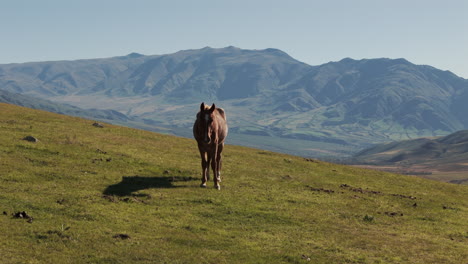 Wild-stallion-horse-grazing-alone-on-hill,-with-impressive-Andean-mountain-landscape-in-the-background