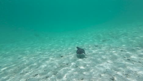 Sea-turtle-hatchling-swim-to-deep-ocean-trying-to-protect-herself,-Los-Roques-Archipelago