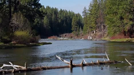 Dead-tree-in-flowing-river