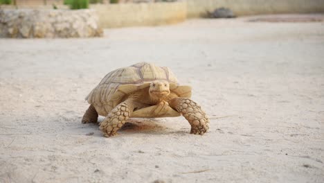 African-spurred-tortoise-or-Centrochelys-sulcata-walks-slowly-across-dry-sandy-ground