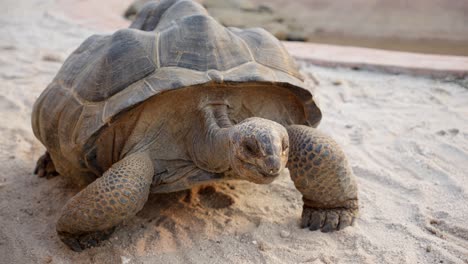 African-spurred-tortoise-slowly-crawls-across-sand-dragging-belly-on-ground