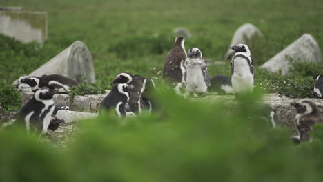 Endangered-African-Penguins-on-the-protected-wildlife-reserve-of-Bird-Island-on-the-southern-coast-of-South-Africa