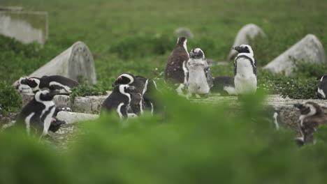 Pingüinos-Africanos-En-Peligro-De-Extinción-En-La-Reserva-Protegida-De-Vida-Silvestre-De-Bird-Island-En-La-Costa-Sur-De-Sudáfrica