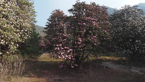 Roter-Rhododendron-Laligurans-Von-Nepal