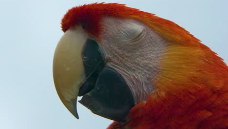 Primer-Plano-De-Una-Guacamaya-Parpadeando