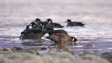 Close-up-of-spectacled-duck-family-on-Patagonian-lake-shore,-Argentina