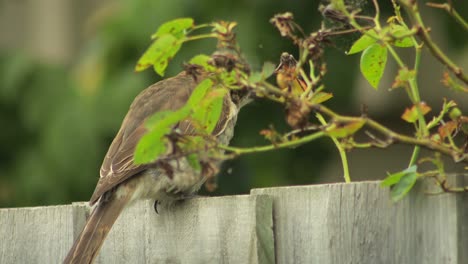 Juvenile-Grey-Butcherbird-Eating-Rose-Bush-Australia-Maffra-Gippsland-Victoria-Close-Up