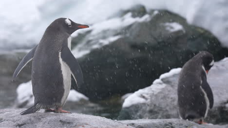 Chinstrap-Penguins,-Coast-of-Antarctica-on-Snowy-Day,-Close-Up-Slow-Motion
