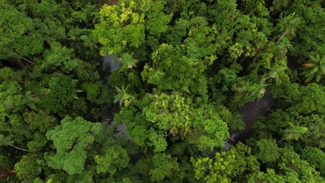 Birdseye-Aerial-View-of-Dense-Daintree-Rainforest-and-Small-River-Between-Green-Trees,-Queensland,-Australia