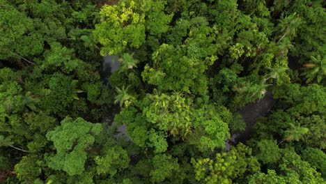 Vogelperspektive-Des-Dichten-Daintree-Regenwalds-Und-Des-Kleinen-Flusses-Zwischen-Grünen-Bäumen,-Queensland,-Australien