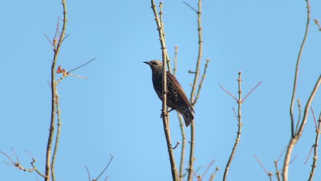 Common-Starling-On-Bare-Tree-Branch-Australia-Victoria-Gippsland-Maffra-Daytime-Clear-Blue-Sky