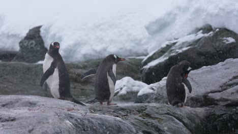 Antarctic-Penguins-on-Snowy-Day,-Animals-in-Natural-Habitat,-Slow-Motion