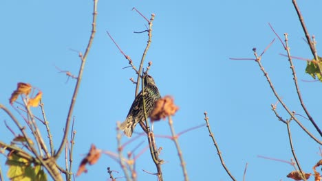 Common-Starling-Flying-Off-Of-Tall-Tree-Branch-Australia-Victoria-Gippsland-Maffra-Daytime-Clear-Blue-Sky