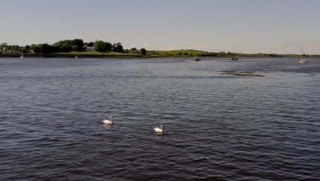 Orbiting-shot-of-swans-in-Kinvara-Bay,-revealing-the-colourful-town-in-background