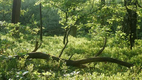 Sonniger-Tag-Inmitten-Eines-Wunderschönen,-Grünen-Waldes,-Abendlicht