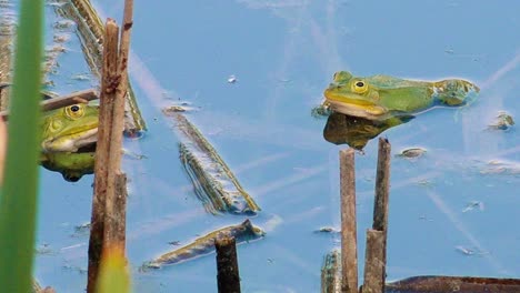 A-green-frog-sits-calmly-in-the-water-of-a-pond,-surrounded-by-natural-aquatic-vegetation