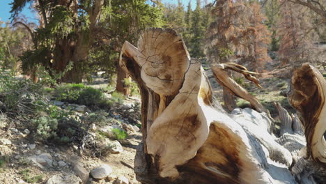 Close-up-of-a-fallen-bristlecone-pine-trunk-with-intricate-weathering,-ancient-trees-in-Inyo-National-Forest,-California,-USA