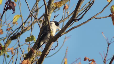 Butcherbird-On-Tree-Branch-Looking-Around-Australia-Victoria-Gippsland-Maffra-Daytime-Blue-Sky-Sunny