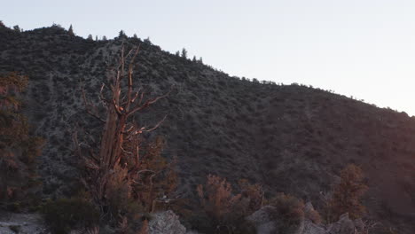 Bristlecone-pines-illuminated-by-sunset-light-on-a-mountain-slope-in-the-White-Mountains,-California