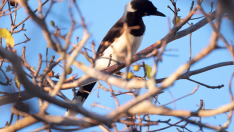 Jay-trying-to-eat-grape-like-fruit-from-branch