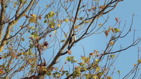 Butcherbird-Cantando-En-El-árbol-Australia-Victoria-Gippsland-Maffra-Cielo-Azul-Diurno