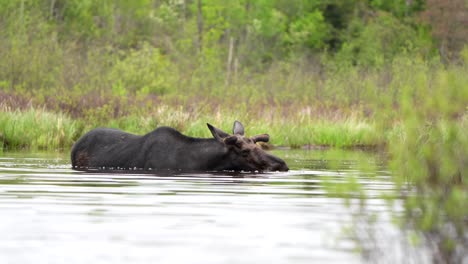 A-moose-feeds-quietly-in-a-pond-on-an-overcast-day-in-northern-Minnesota