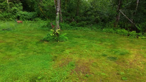 Hirsch-Versucht,-Sich-In-Den-Wald-Zu-Schleichen