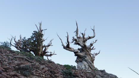 Pino-Bristlecone,pinus-Longaeva-En-Las-Montañas-Blancas,-California