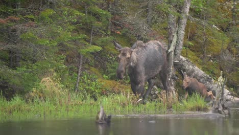 A-moose-cow-and-calf-walk-through-a-pond-on-an-overcast-morning,-with-the-calf-splashing-as-it-tries-to-keep-up