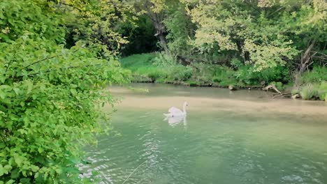 Einsamer-Weißer-Schwan-Schwimmt-Auf-Dem-Klaren,-Türkisfarbenen-Fluss-Zlatna-Panega