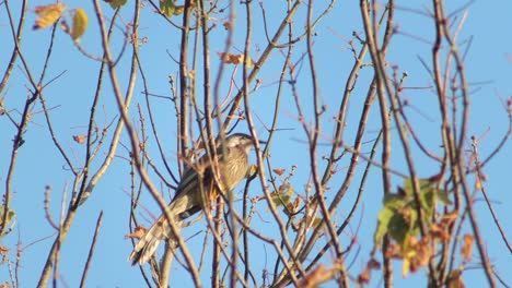 Wattlebird-Auf-Kahlen-Ast-Australien-Victoria-Gippsland-Maffra-Tagsüber