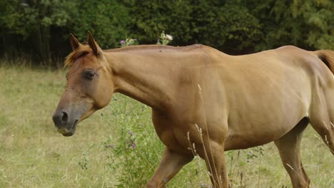 Close-up-brown-thin-horse-grazing-at-french-countryside,-free-animal-walks-slow
