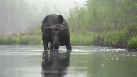 Elchbulle-Hebt-Seinen-Kopf,-Während-Er-An-Einem-Nebligen-Morgen-In-Einem-Teich-Frisst