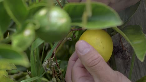 Primer-Plano-De-Una-Mano-Recogiendo-Un-Limón-Maduro-De-Un-árbol-Frondoso